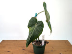 Philodendron Gloriosum x Maximum - Exact Plant #27A - 6" Pot