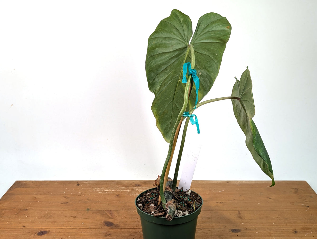 Philodendron Gloriosum x Maximum - Exact Plant #27A - 6" Pot