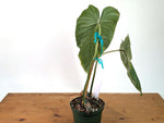 Philodendron Gloriosum x Maximum - Exact Plant #27A - 6" Pot