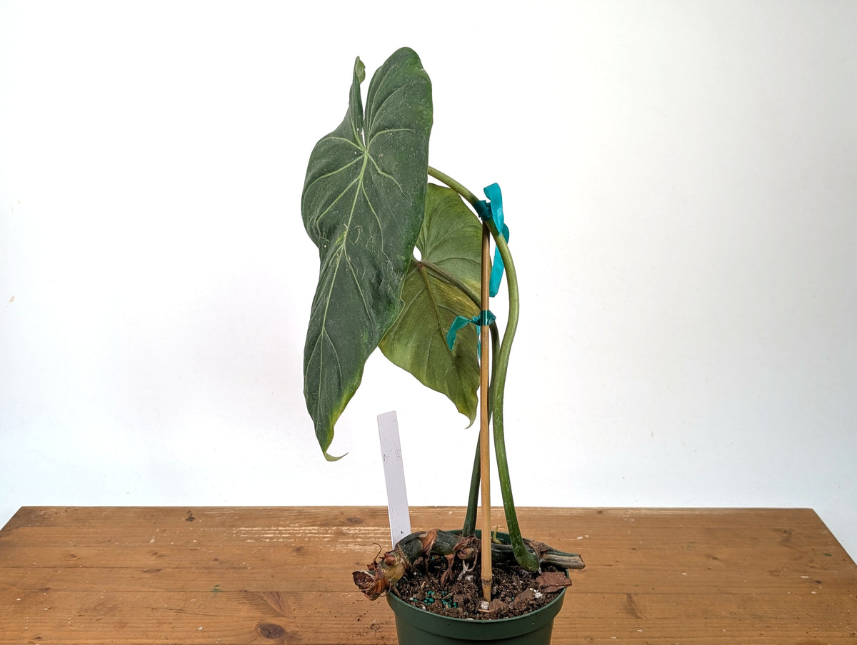 Philodendron Gloriosum x Maximum - Exact Plant #27A - 6" Pot