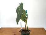 Philodendron Gloriosum x Maximum - Exact Plant #27A - 6" Pot