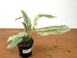 Epipremnum Giganteum Marble Variegated