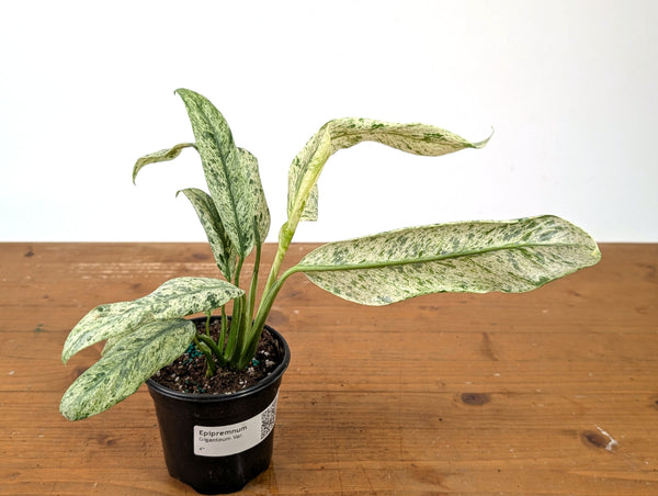 Epipremnum Giganteum Marble Variegated