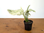 Epipremnum Giganteum Marble Variegated