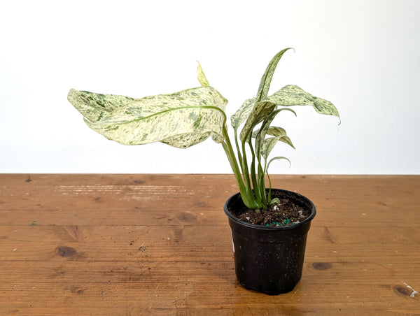 Epipremnum Giganteum Marble Variegated
