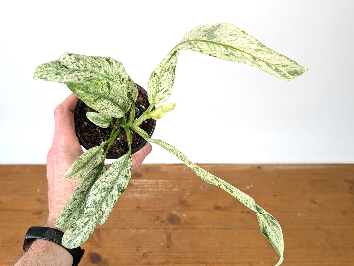 Epipremnum Giganteum Marble Variegated
