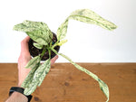 Epipremnum Giganteum Marble Variegated
