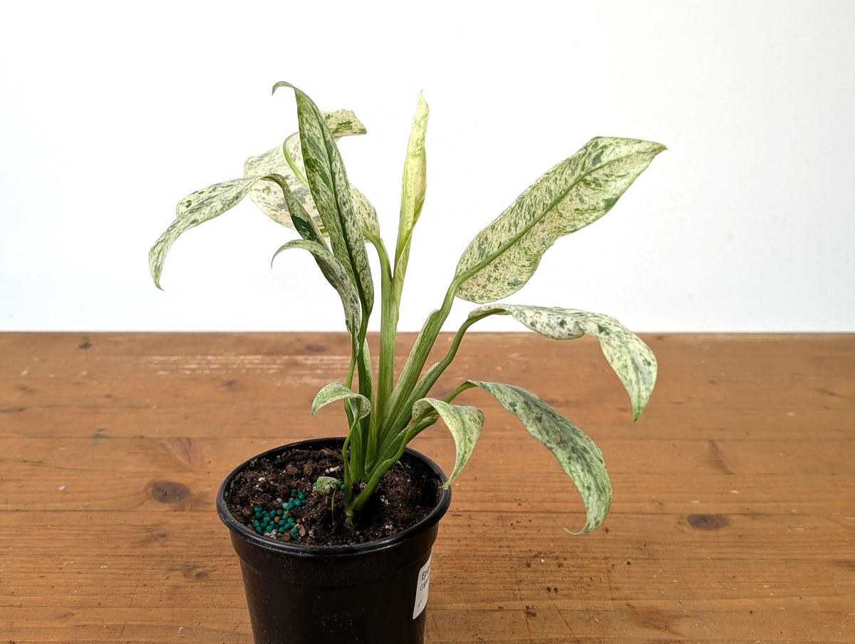 Epipremnum Giganteum Marble Variegated