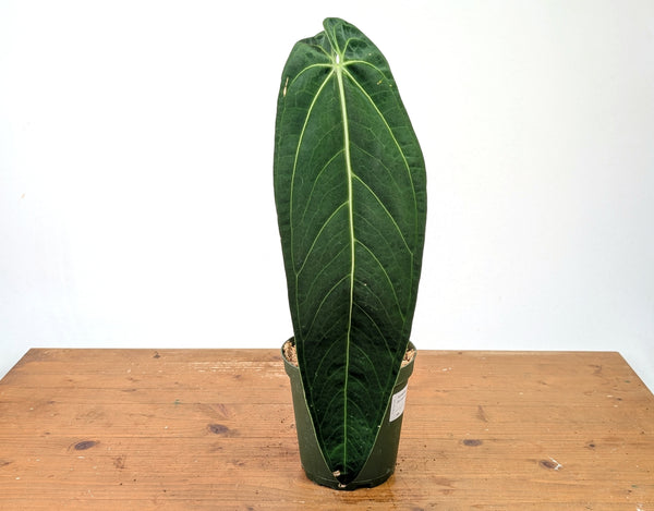 Anthurium Warocqueanum - Exact Plant #19A - Mature 6 inch Pot