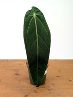 Anthurium Warocqueanum - Exact Plant #19A - Mature 6 inch Pot