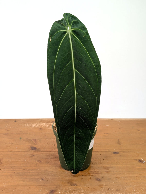 Anthurium Warocqueanum - Exact Plant #19A - Mature 6 inch Pot