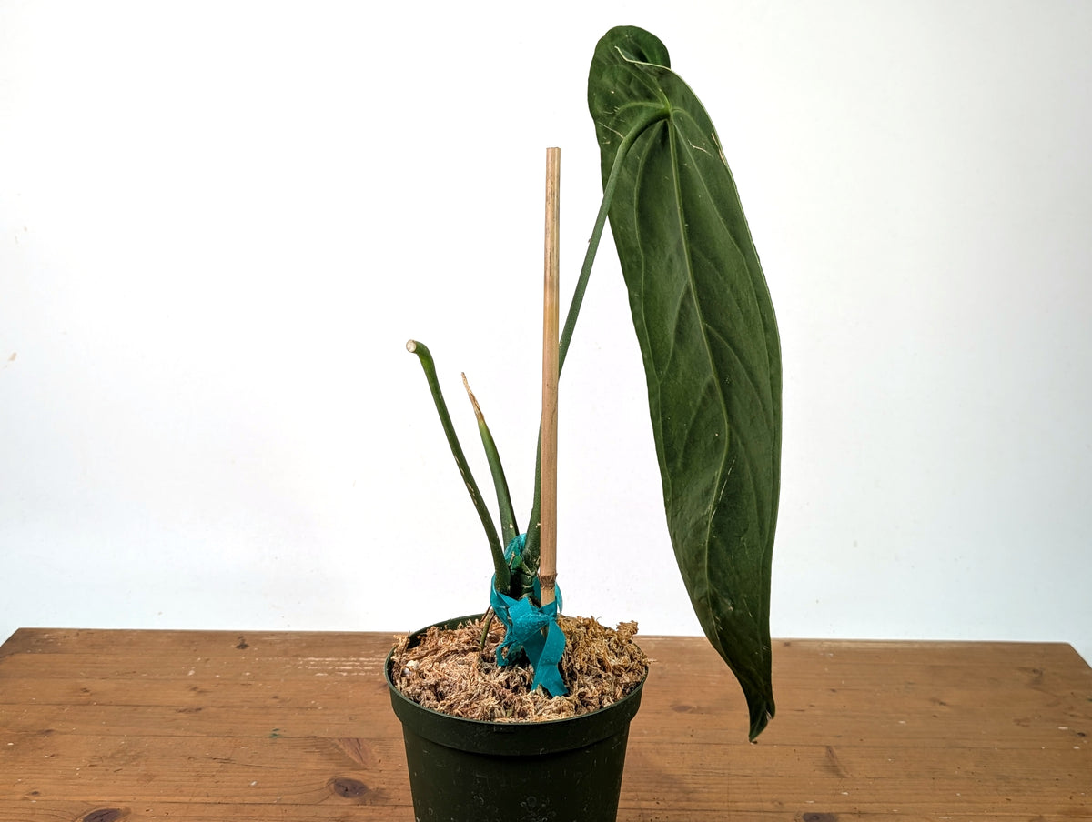 Anthurium Warocqueanum - Exact Plant #19A - Mature 6 inch Pot