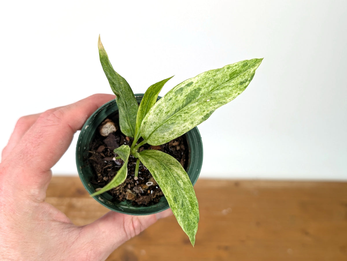 Anthurium vittariifolium Variegated