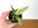 Anthurium vittariifolium Variegated