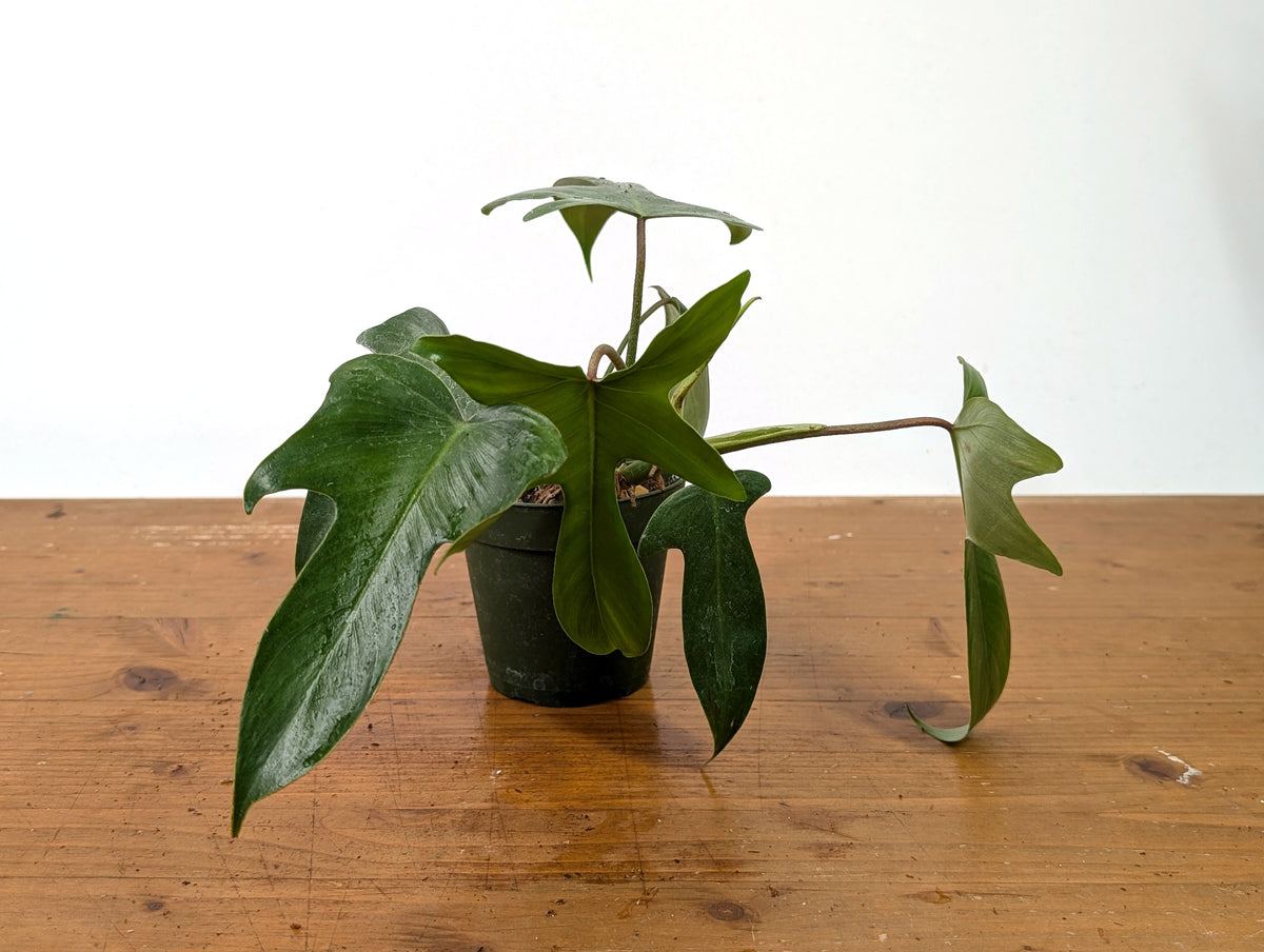 Philodendron Florida Green