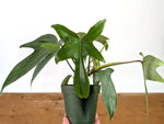 Philodendron Florida Green
