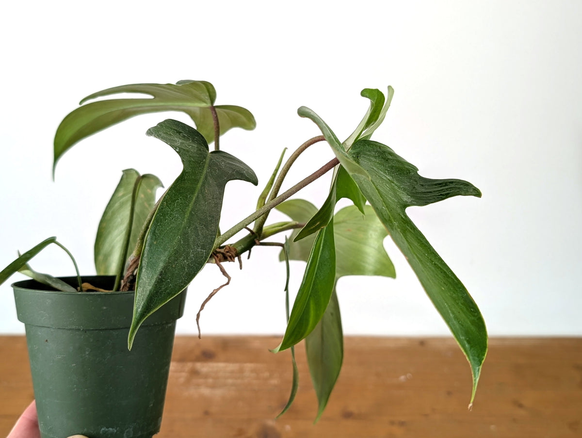 Philodendron Florida Green