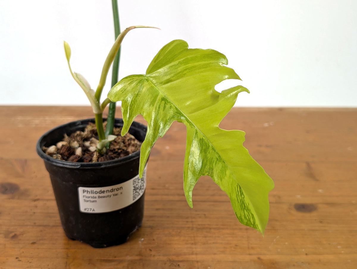 Philodendron Florida Beauty Variegated x Tortum Exact Plant in 4" Pot - #27A