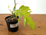 Philodendron Florida Beauty Variegated x Tortum Exact Plant in 4" Pot - #27A