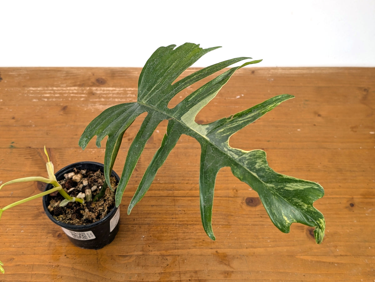 Philodendron Florida Beauty Variegated x Tortum Exact Plant in 4" Pot - #27A