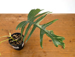 Philodendron Florida Beauty Variegated x Tortum Exact Plant in 4" Pot - #27A