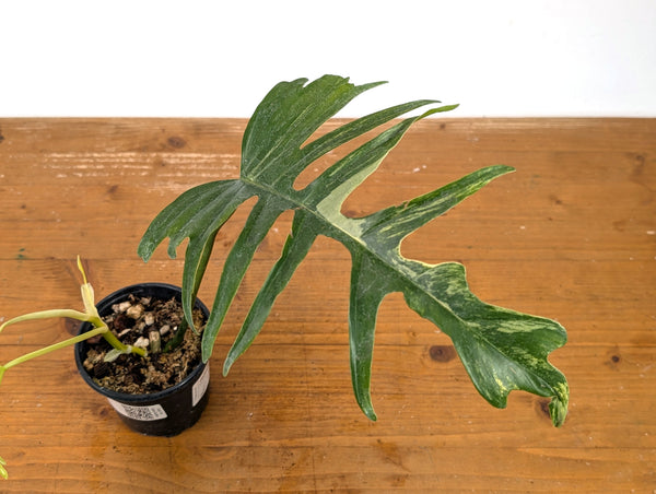 Philodendron Florida Beauty Variegated x Tortum Exact Plant in 4" Pot - #27A