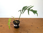 Philodendron Florida Beauty Variegated x Tortum Exact Plant in 4" Pot - #27A