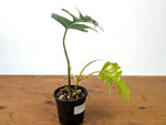 Philodendron Florida Beauty Variegated x Tortum Exact Plant in 4" Pot - #27A