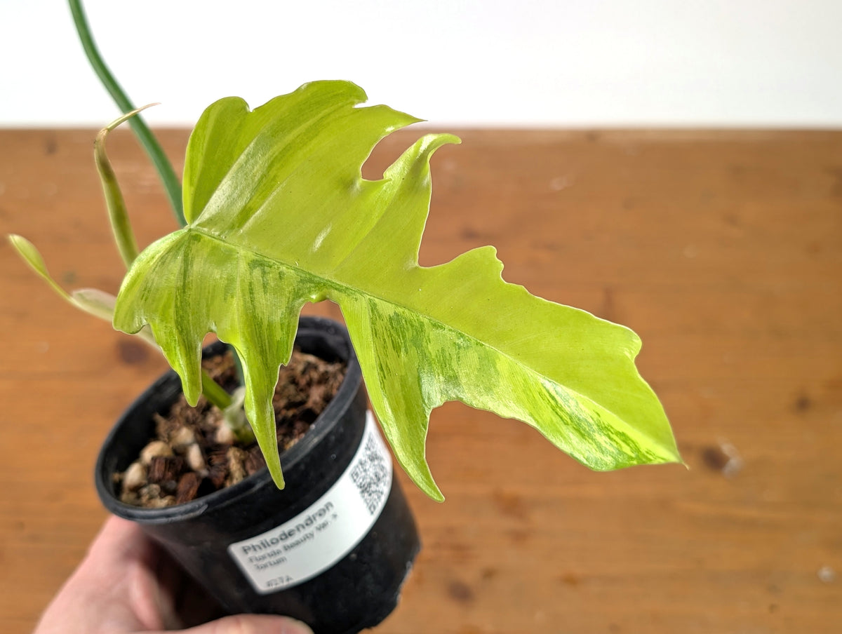 Philodendron Florida Beauty Variegated x Tortum Exact Plant in 4" Pot - #27A