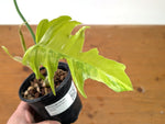 Philodendron Florida Beauty Variegated x Tortum Exact Plant in 4" Pot - #27A