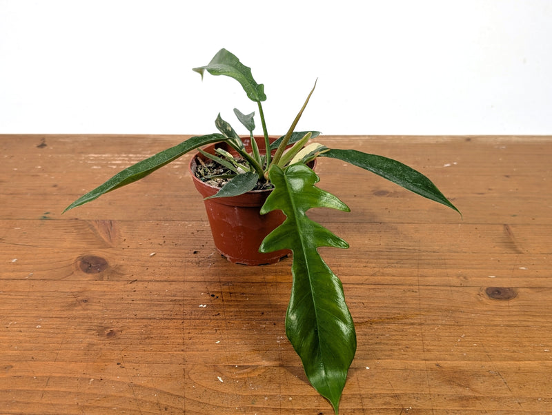 Philodendron Florida Beauty Variegated x Tortum Exact Plant in 4" Pot - #27B (Copy)