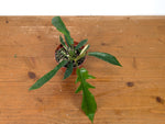 Philodendron Florida Beauty Variegated x Tortum Exact Plant in 4" Pot - #27B (Copy)