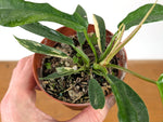 Philodendron Florida Beauty Variegated x Tortum Exact Plant in 4" Pot - #27B (Copy)