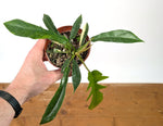 Philodendron Florida Beauty Variegated x Tortum Exact Plant in 4" Pot - #27B (Copy)