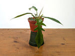 Philodendron Florida Beauty Variegated x Tortum Exact Plant in 4" Pot - #27B (Copy)