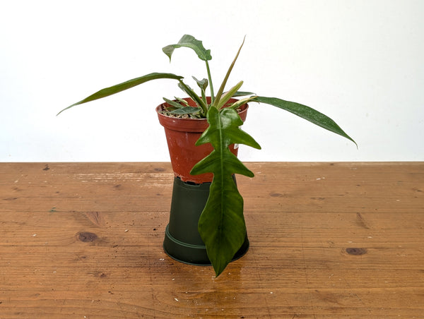 Philodendron Florida Beauty Variegated x Tortum Exact Plant in 4" Pot - #27B (Copy)