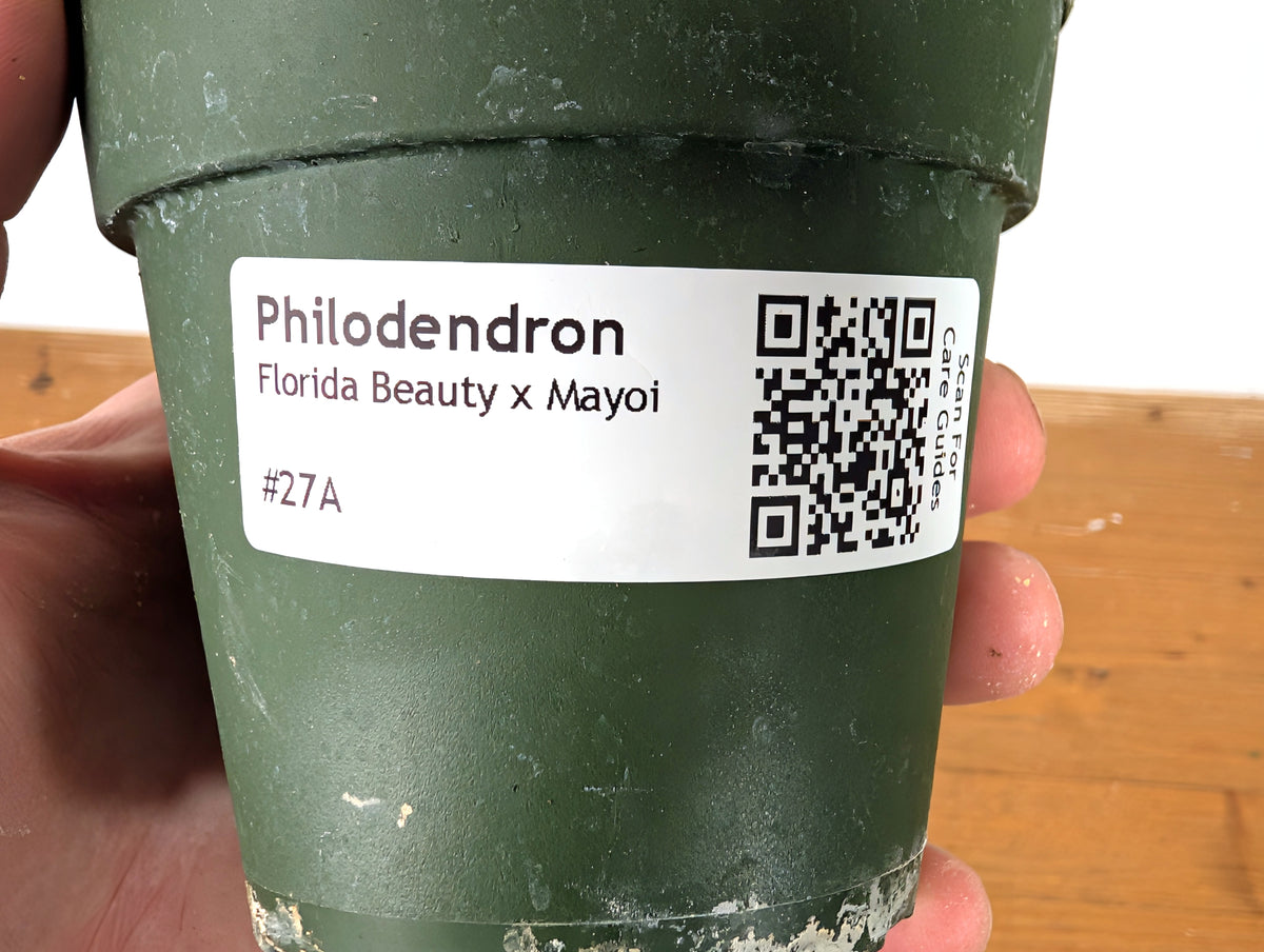 Philodendron Florida Beauty x Mayoi Variegated - Exact Plant #27A in 4" Pot