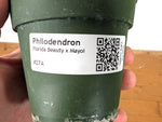 Philodendron Florida Beauty x Mayoi Variegated - Exact Plant #27A in 4" Pot