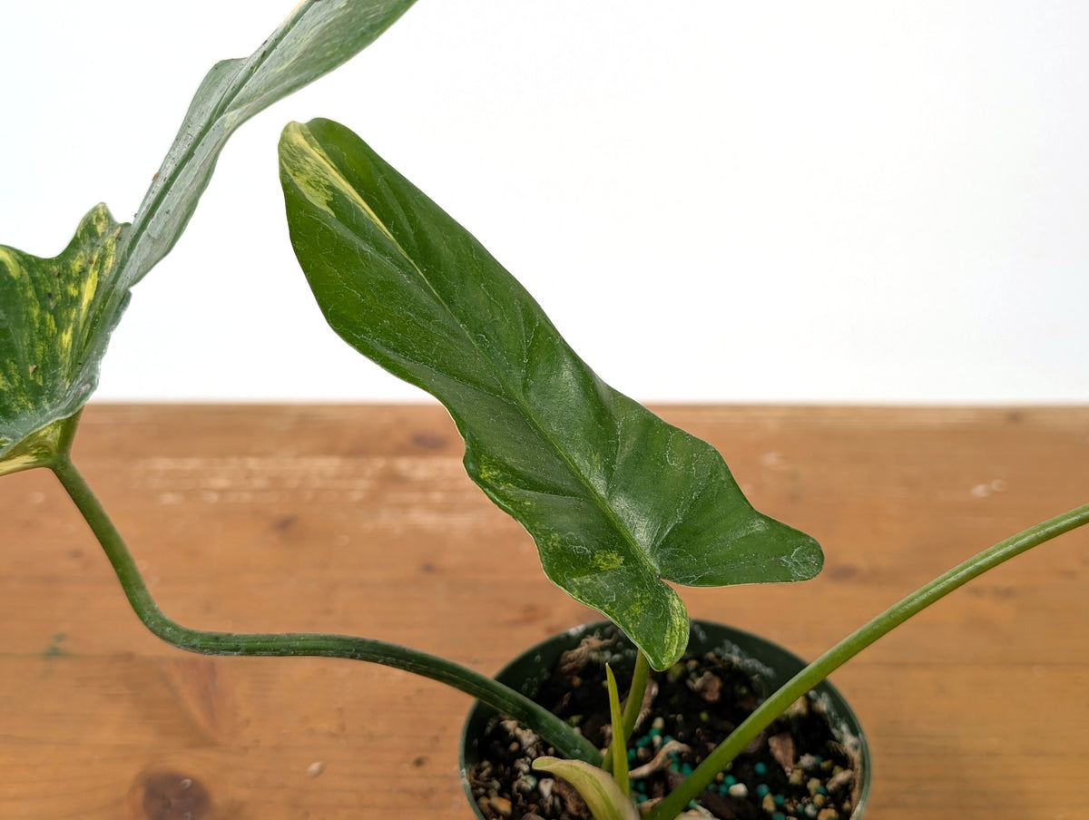Philodendron Florida Beauty x Mayoi Variegated - Exact Plant #27A in 4" Pot
