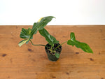 Philodendron Florida Beauty x Mayoi Variegated - Exact Plant #27A in 4" Pot
