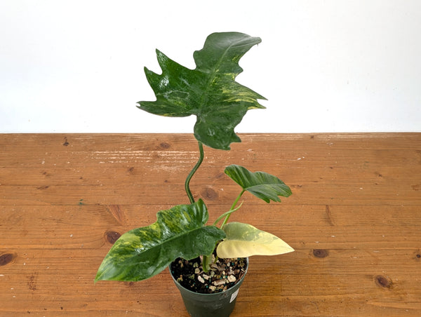 Philodendron Florida Beauty x Mayoi Variegated - Exact Plant #27B in 4" Pot