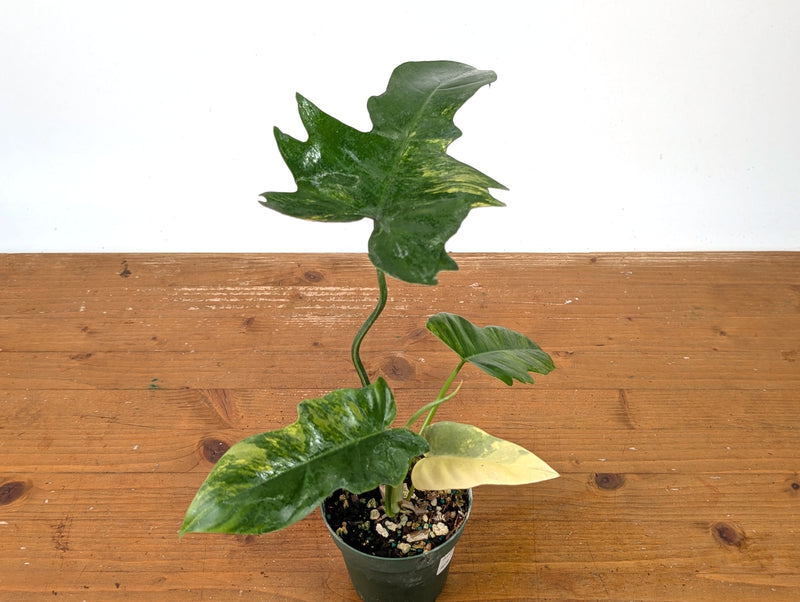 Philodendron Florida Beauty x Mayoi Variegated - Exact Plant #27B in 4" Pot