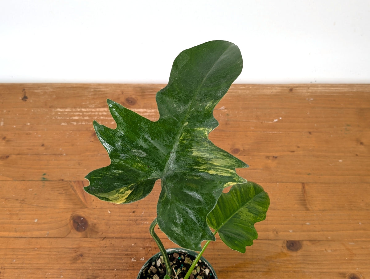 Philodendron Florida Beauty x Mayoi Variegated - Exact Plant #27B in 4" Pot