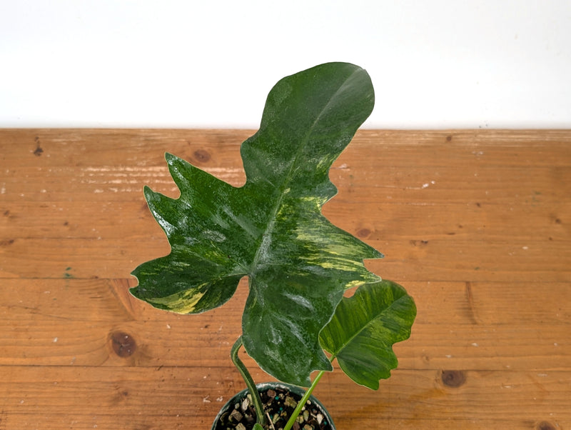 Philodendron Florida Beauty x Mayoi Variegated - Exact Plant #27B in 4" Pot