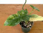 Philodendron Florida Beauty x Mayoi Variegated - Exact Plant #27B in 4" Pot