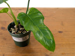 Philodendron Florida Beauty x Mayoi Variegated - Exact Plant #27B in 4" Pot