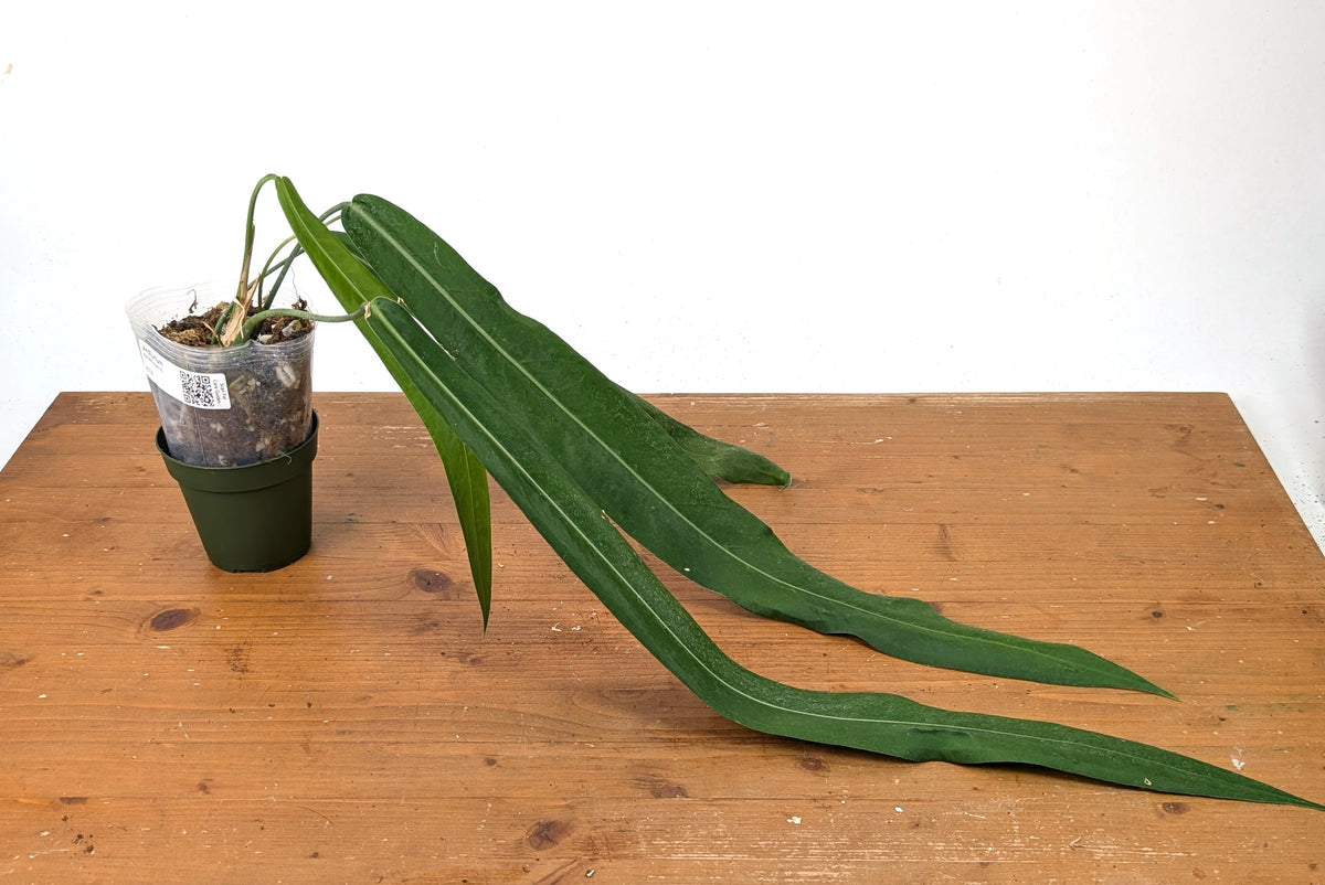 Anthurium Pallidiflorum - Narrow Leaf Size 18+" - Exact XL Plant #27A