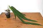 Anthurium Pallidiflorum - Narrow Leaf Size 18+" - Exact XL Plant #27A
