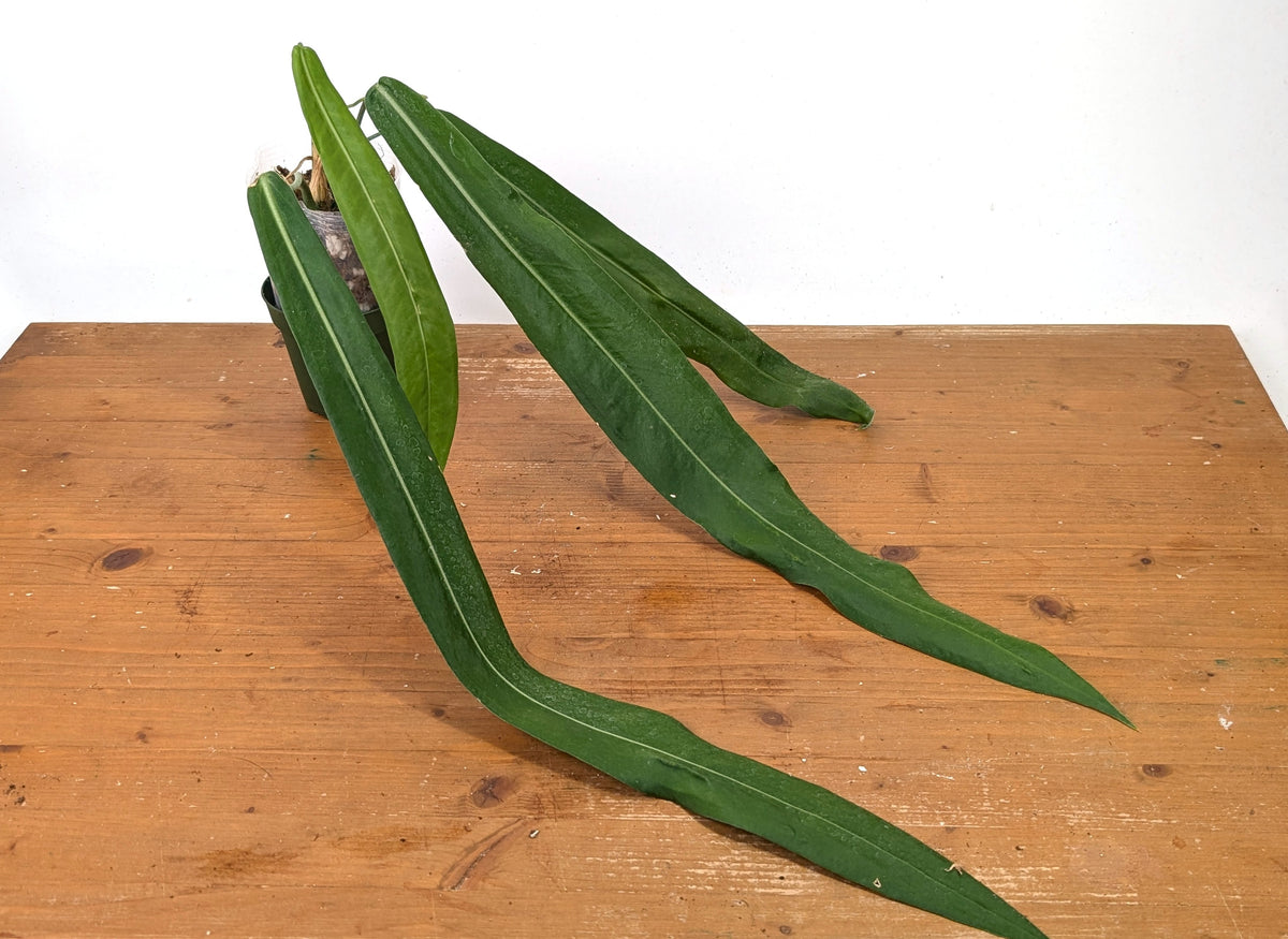 Anthurium Pallidiflorum - Narrow Leaf Size 18+" - Exact XL Plant #27A