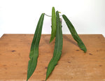 Anthurium Pallidiflorum - Narrow Leaf Size 18+" - Exact XL Plant #27A